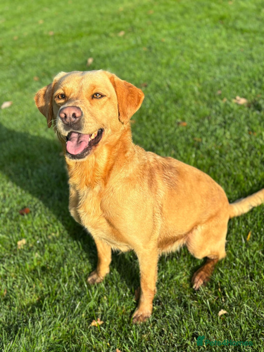 Labrador Retriever dogs for sale: Brockwell Gundogs  - Image 16