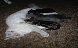 Mixed Breed cats for sale: Ragdoll mixed kittens Grey. Tabby. Speckled. Black - Advert 30