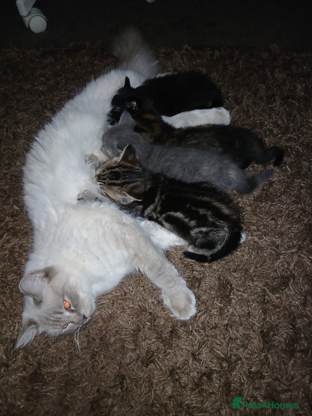 Mixed Breed cats for sale: Ragdoll mixed kittens Grey. Tabby. Speckled. Black - Advert 30