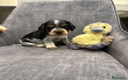 Cocker Spaniel dogs for sale: Beautiful Show cocker spaniels  - Image 2