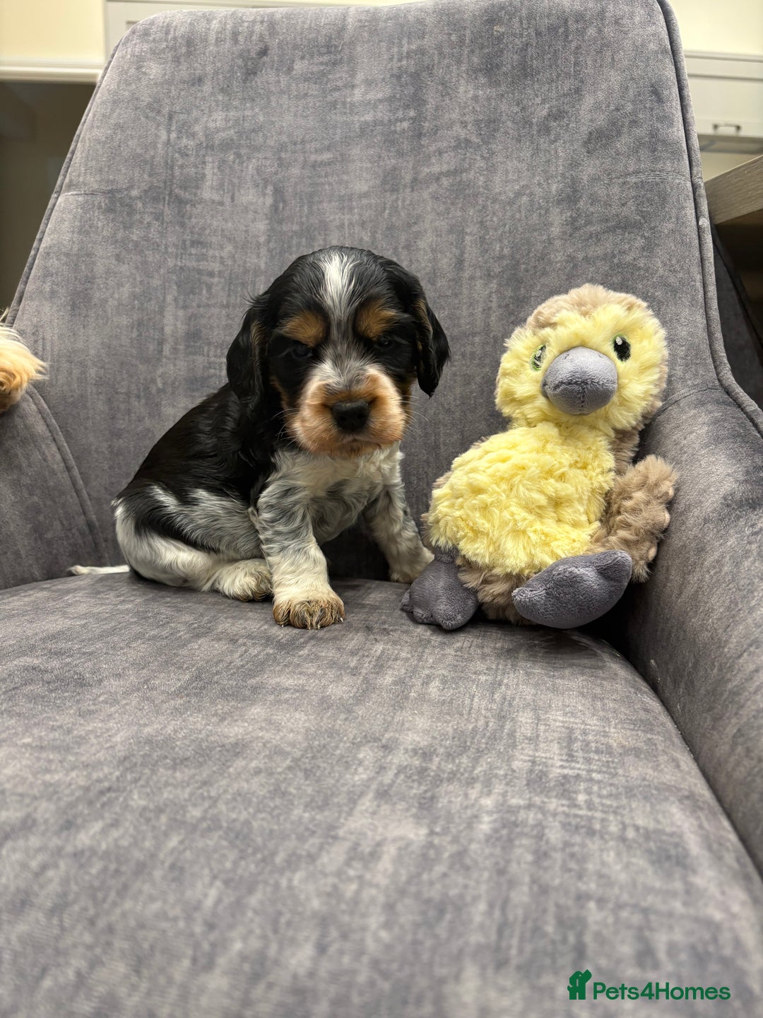 Cocker Spaniel dogs for sale: Beautiful Show cocker spaniels  - Image 2