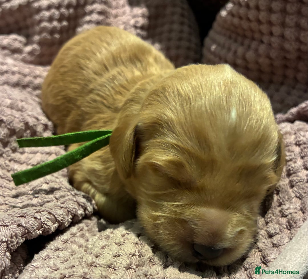 Australian Labradoodle dogs for sale: Australian Labradoodle, exceptional homes only - Advert 11