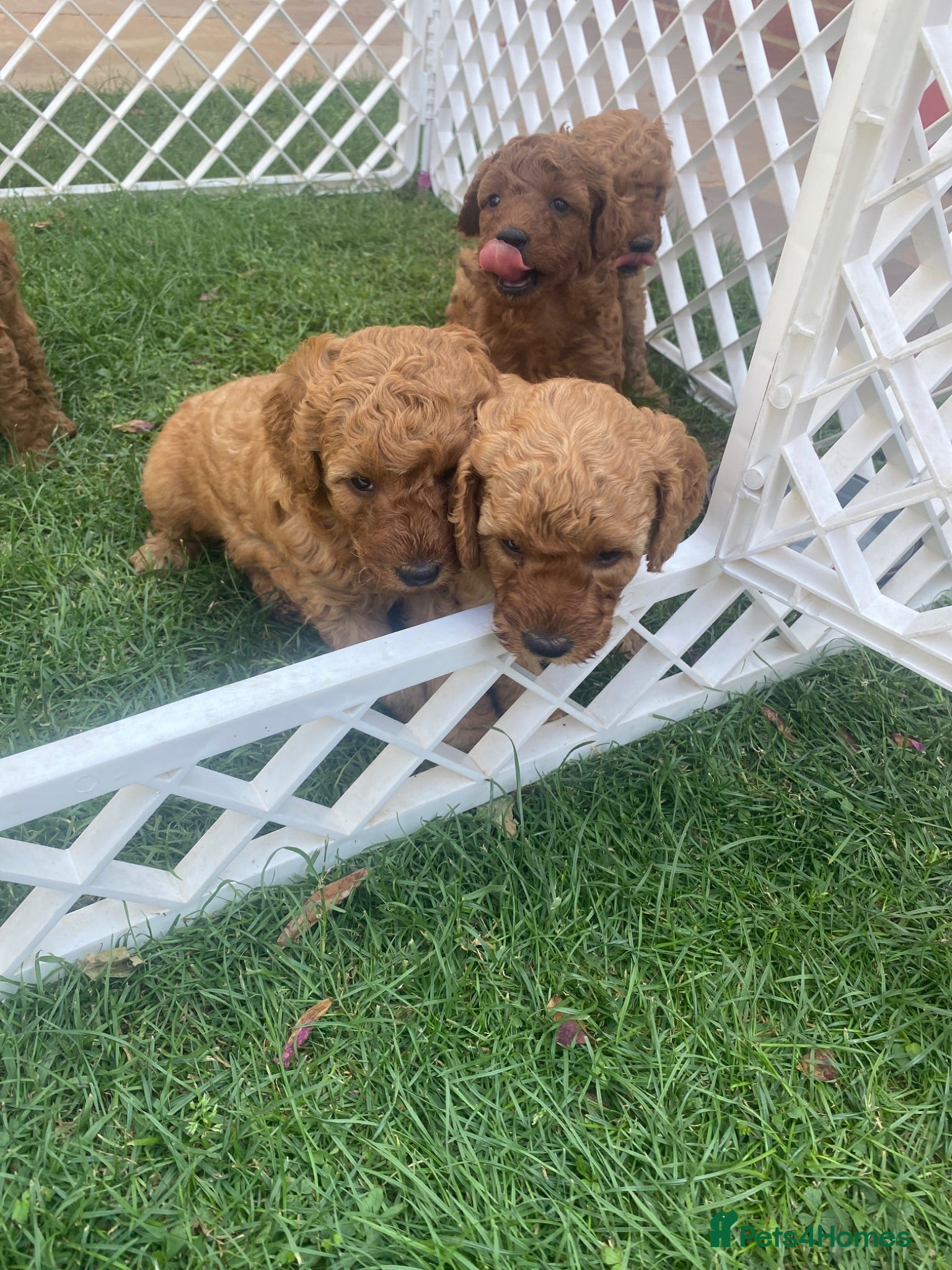 Miniature Poodle dogs Miniature poodle  - Advert 2