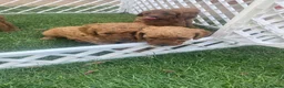 Miniature Poodle dogs for sale: Miniature poodle  - Advert 1
