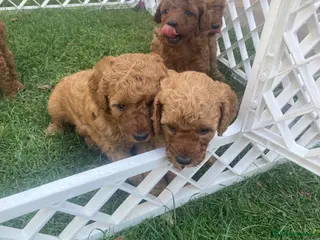 Miniature Poodle dogs Miniature poodle - Advert 1