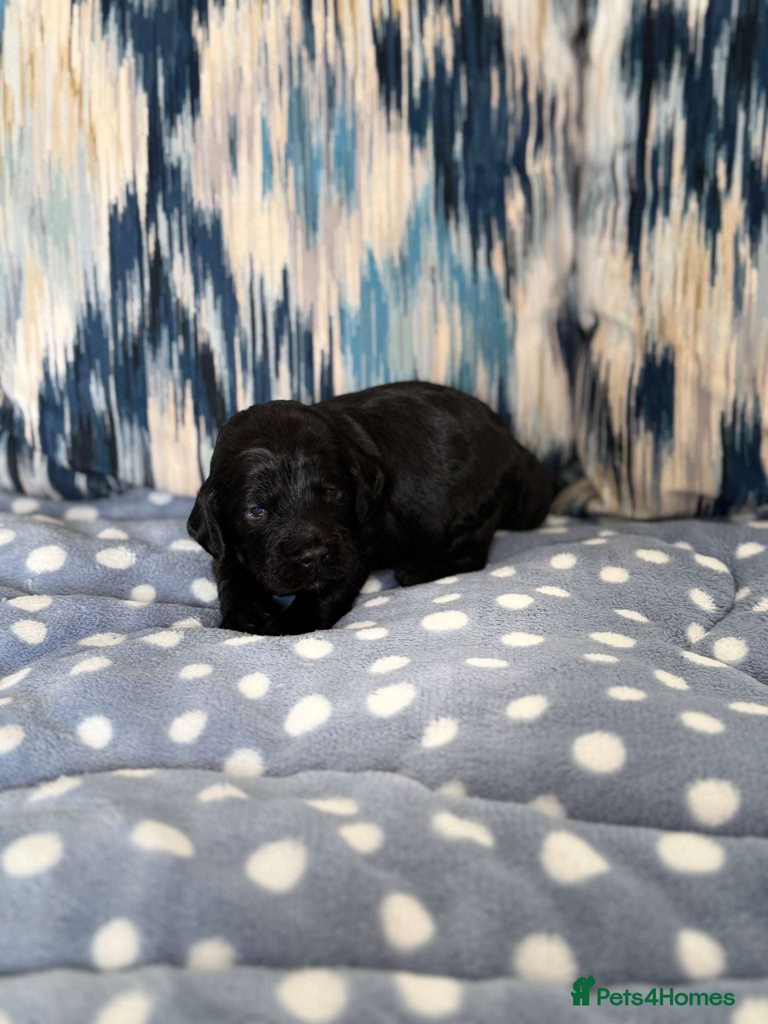 Cockapoo dogs F1 show line cockapoo puppies - Advert 1