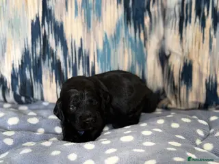 Cockapoo dogs F1 show line cockapoo puppies - Advert 1