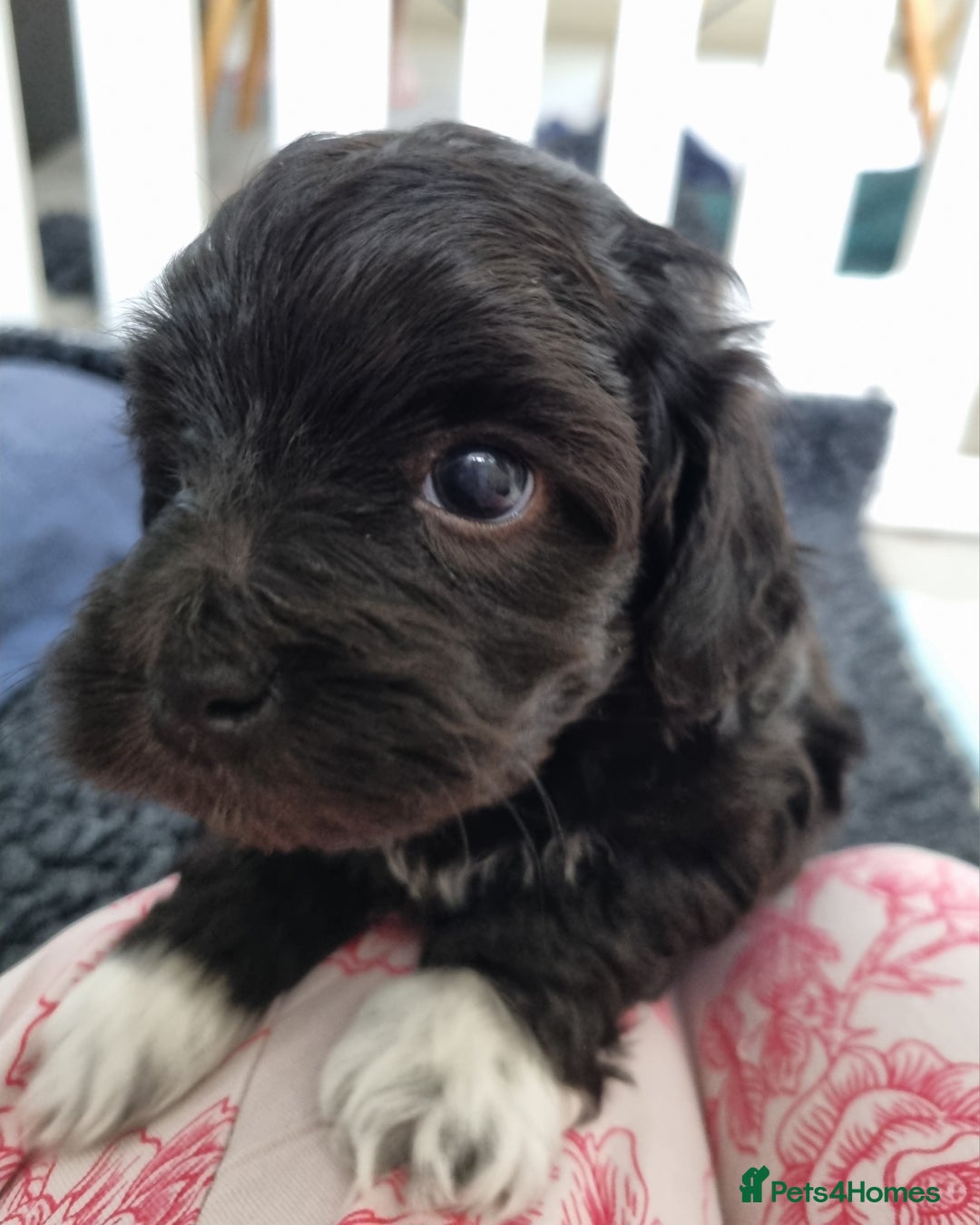 Maltipoo dogs for sale: Rare F2 Toy Maltipoos, DNA Clear + Basic Training - Image 22