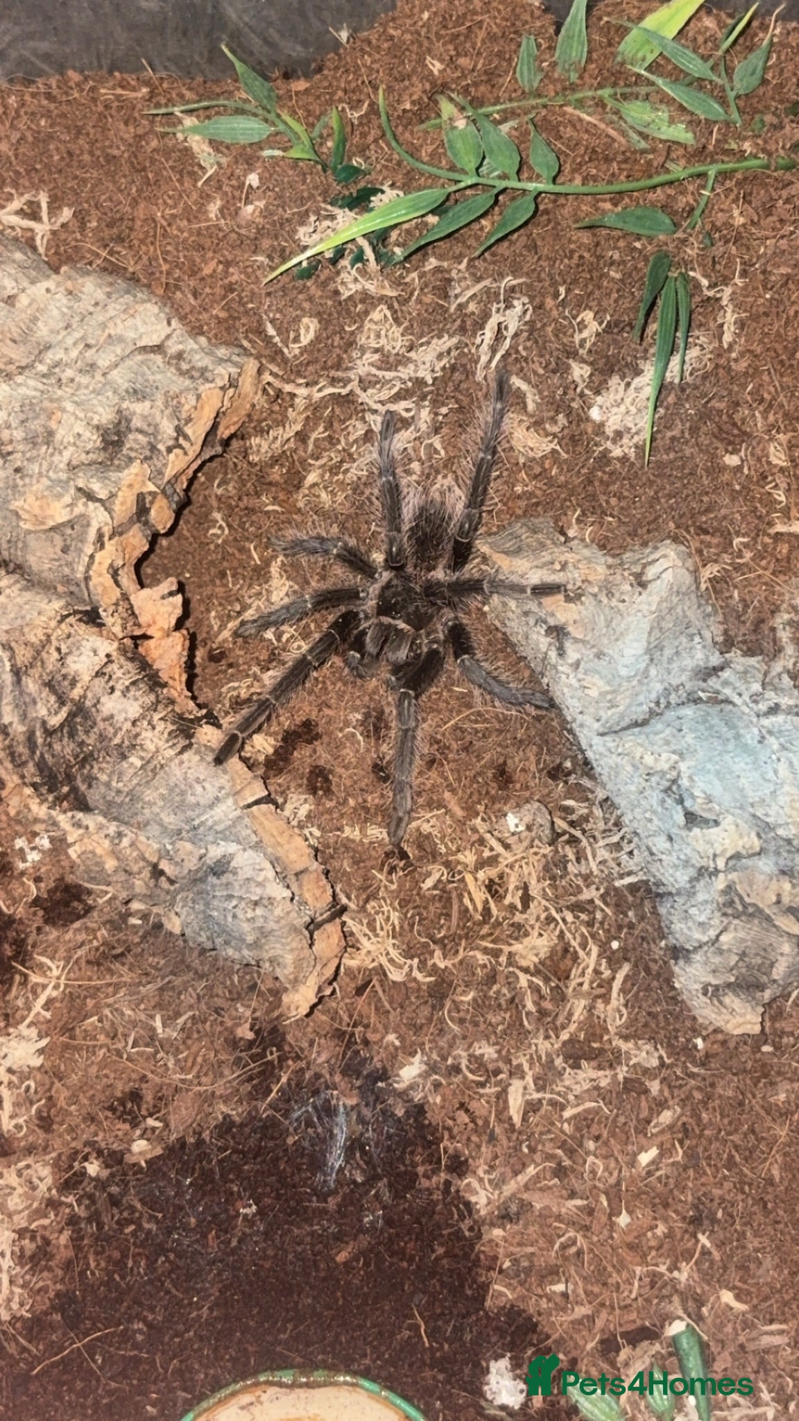 Tarantulas invertebrates Tarantula  - Advert 1