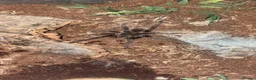 Tarantulas invertebrates for sale: Tarantula  - Advert 1