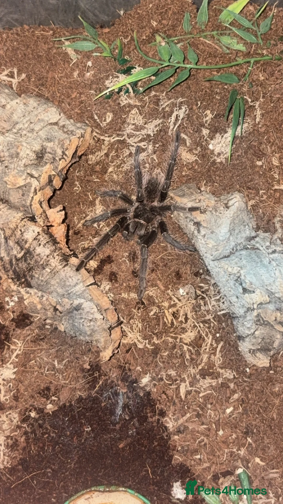 Tarantulas invertebrates for sale: Tarantula  - Advert 1