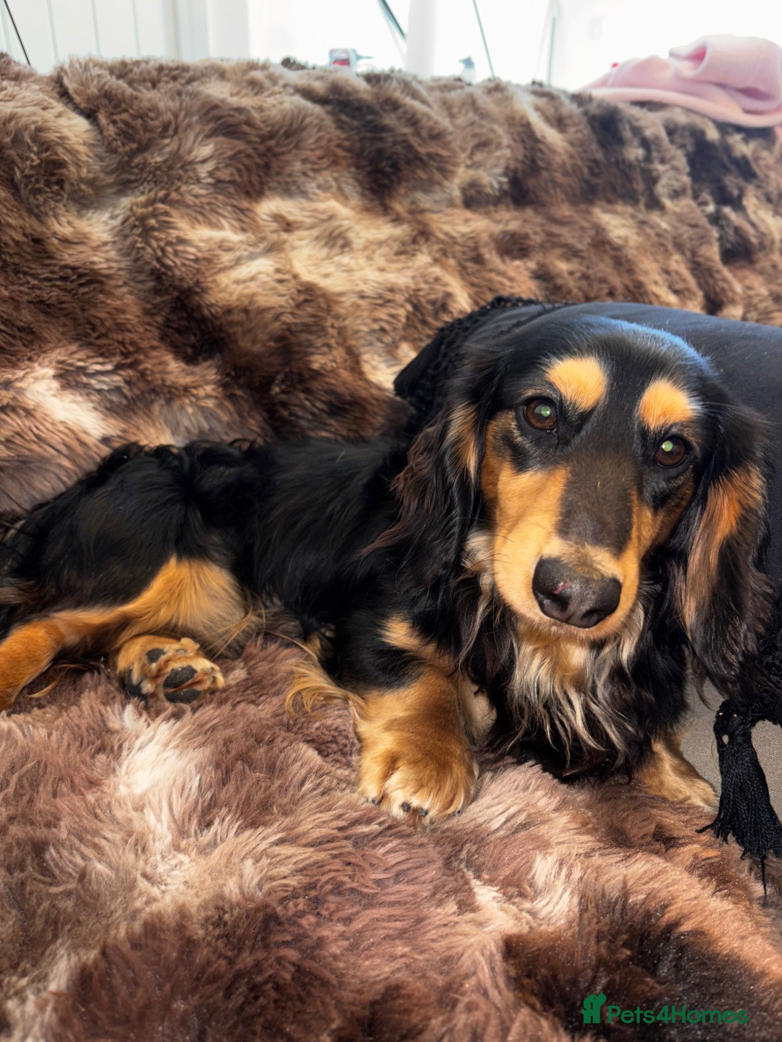 Miniature Dachshund dogs KC registered Miniature Dachshund Stud Available. - Advert 2