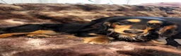 Miniature Dachshund dogs for stud: KC registered Miniature Dachshund Stud Available. - Advert 4