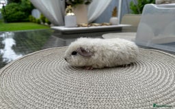 Guinea Pig rodents for sale: 4x lovely 4 weeks old boys born on 30.06.2025 in Leicester - Image 8