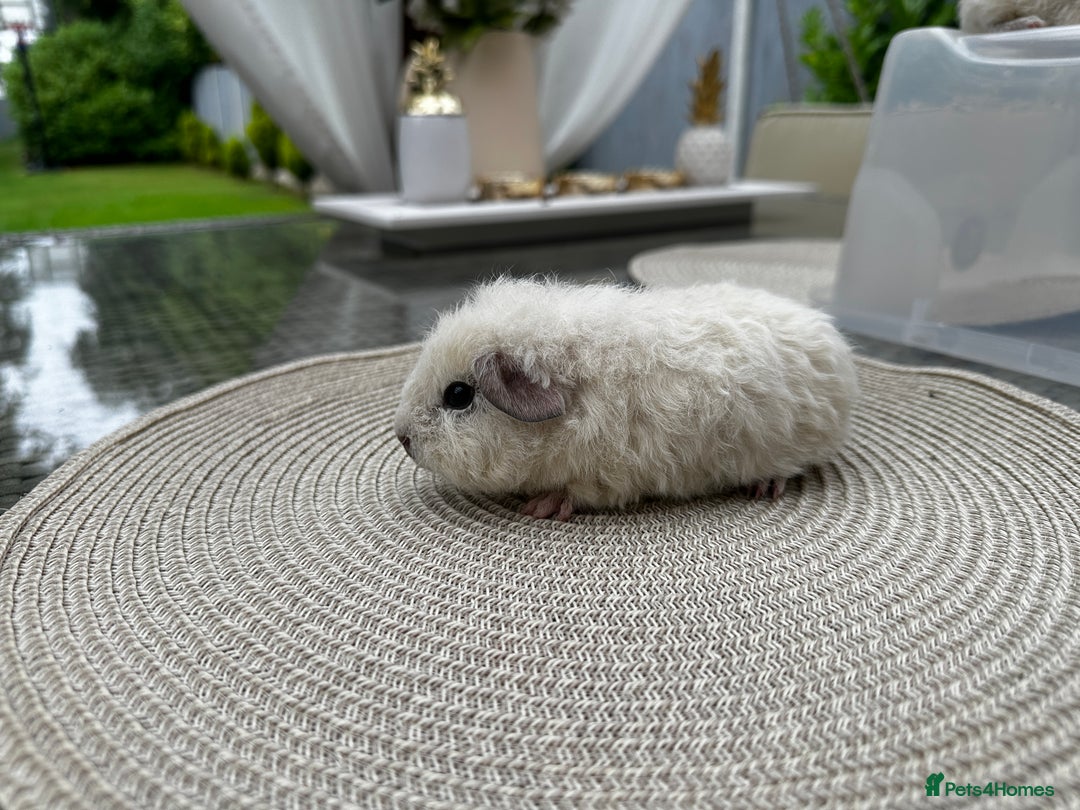 Guinea Pig rodents for sale: 4x lovely 4 weeks old boys born on 30.06.2025 in Leicester - Image 8
