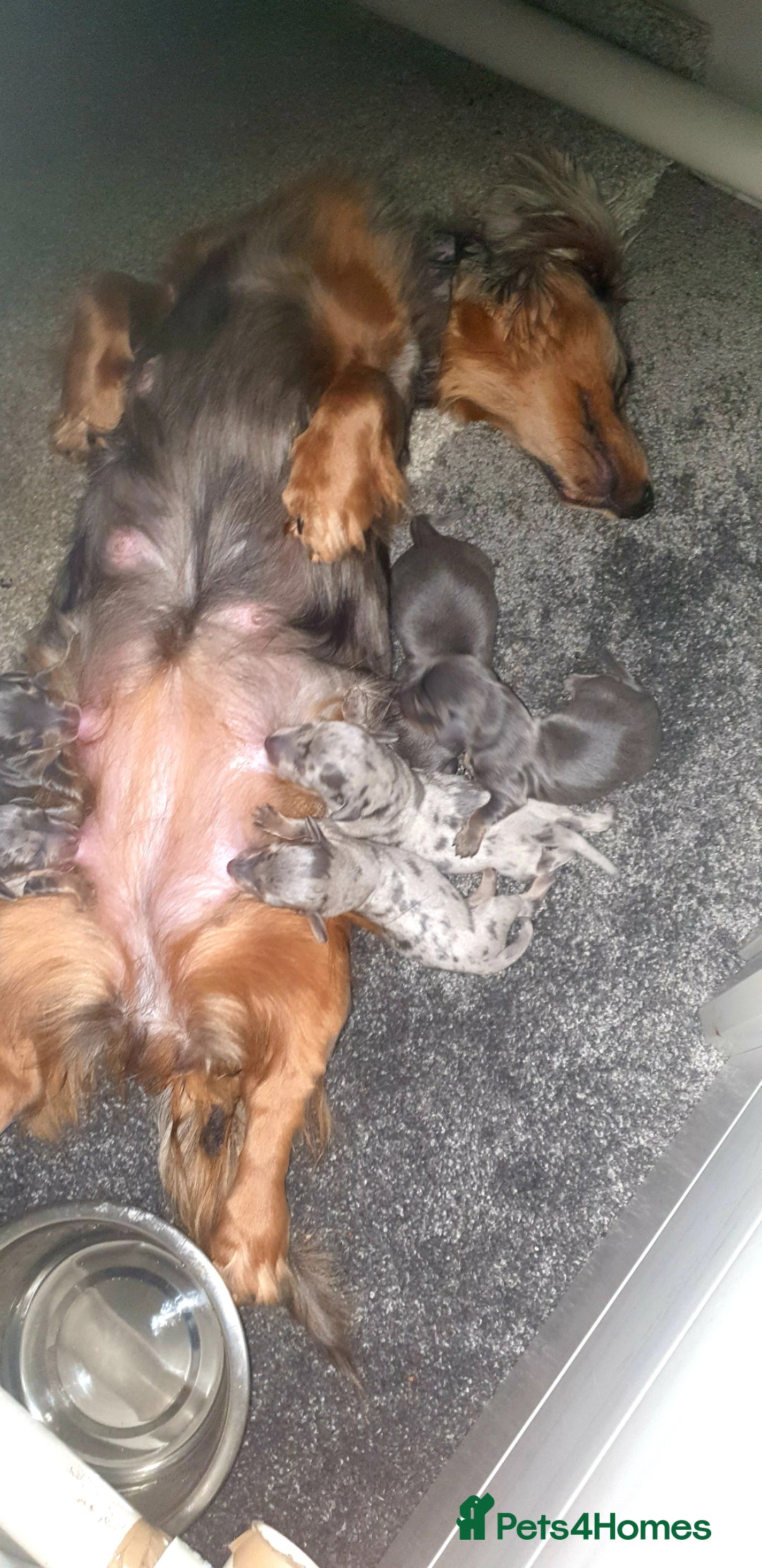 Dachshund dogs for sale: Miniature Dachshund puppies  - Advert 8