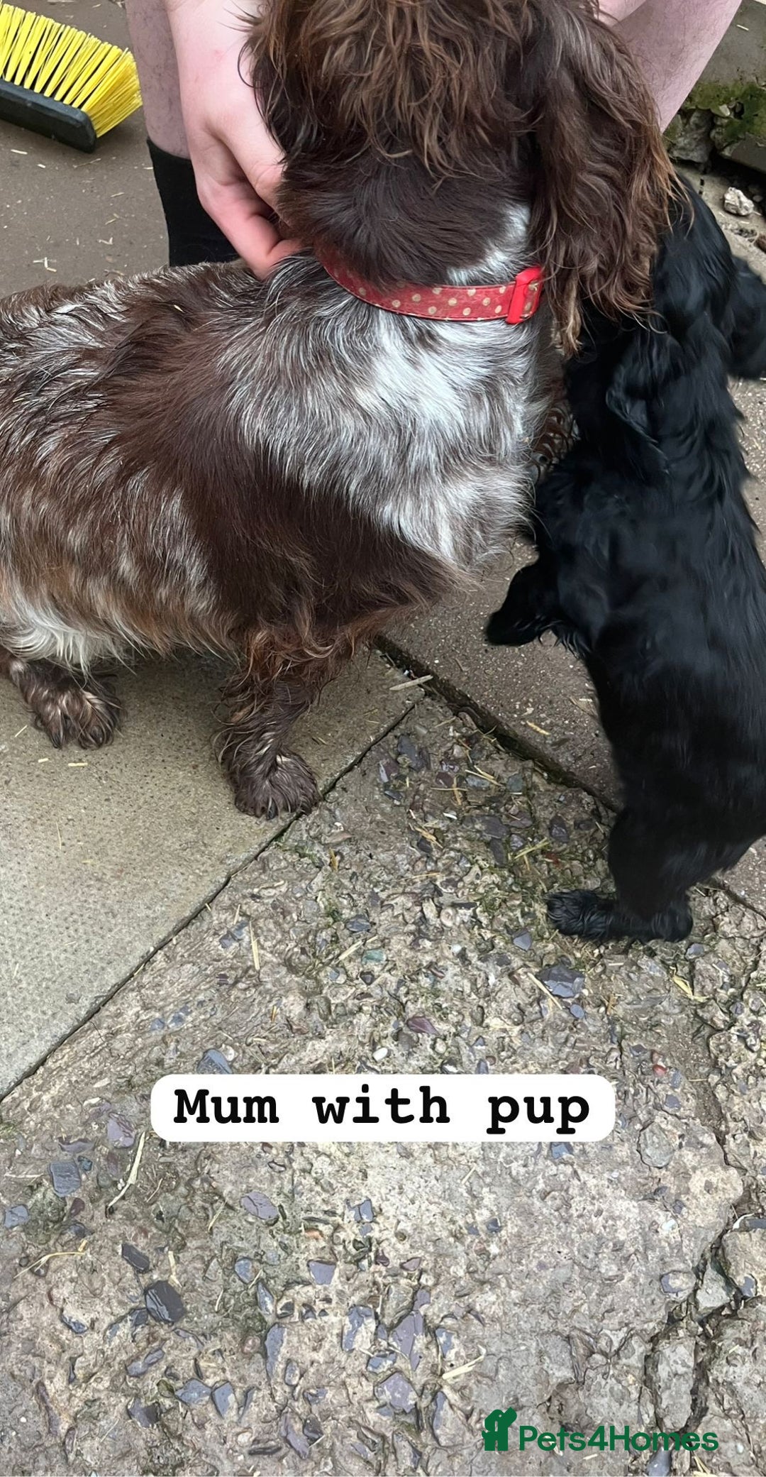 Cocker Spaniel dogs for sale: Cocker spaniel  - Advert 6