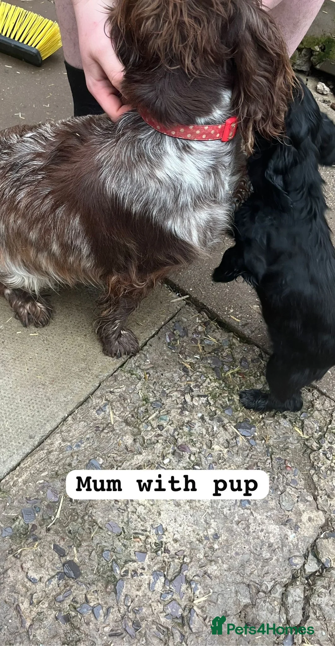 Cocker Spaniel dogs for sale: Cocker spaniel  - Advert 6