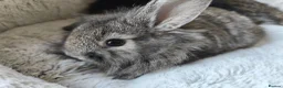 Mini Lop rabbits for sale: Stunning Mini Lion Lops - Advert 4