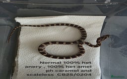 Corn Snake reptiles for sale: Cornsnake Hatchlings - Image 23