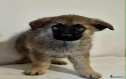 German Shepherd dogs for sale: German shepherd pups  - Image 4