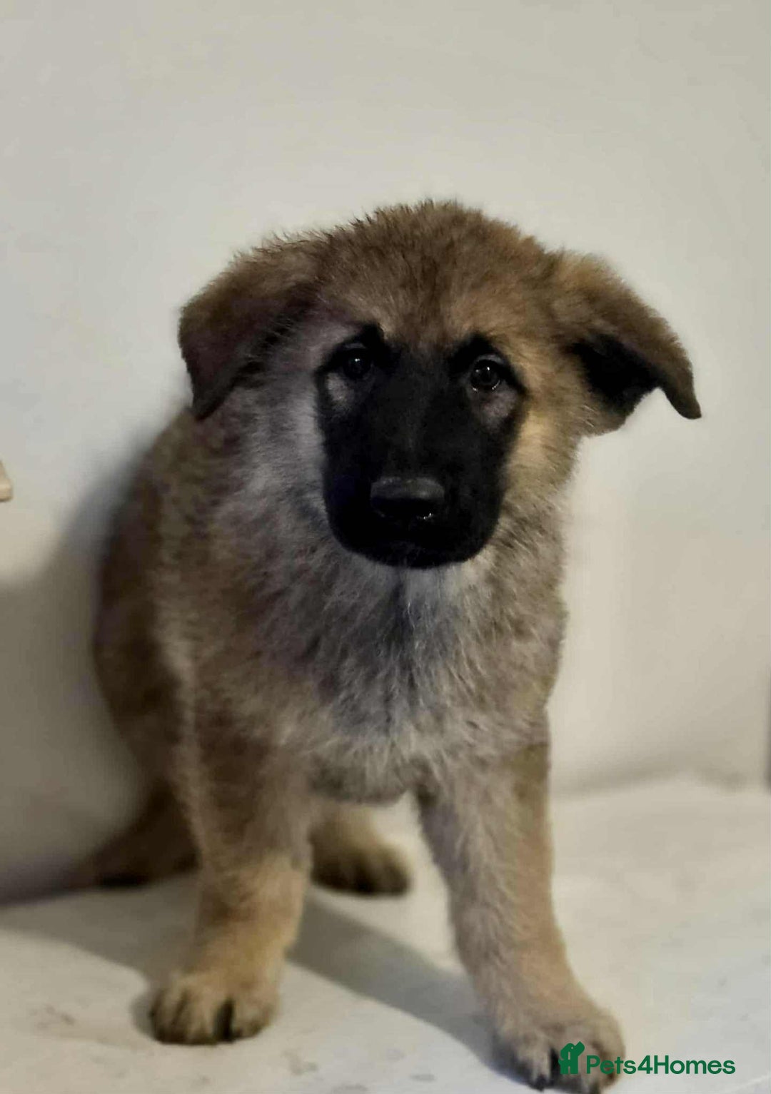 German Shepherd dogs for sale: German shepherd pups  - Image 4