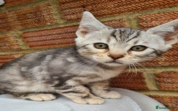 Bengal cats for sale: Female and male Bengal kittens - Advert 24