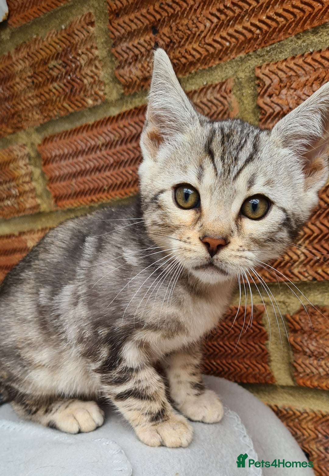 Bengal cats for sale: Female and male Bengal kittens - Advert 24