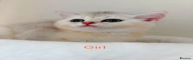 Girl - orange 