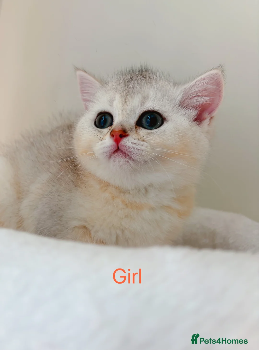 British Shorthair cats for sale: BSH - 4 boys 2 girls  - Advert 28