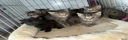 Mixed Breed cats for sale: 7 beautiful kittens mixed mainecoon  - Advert 4