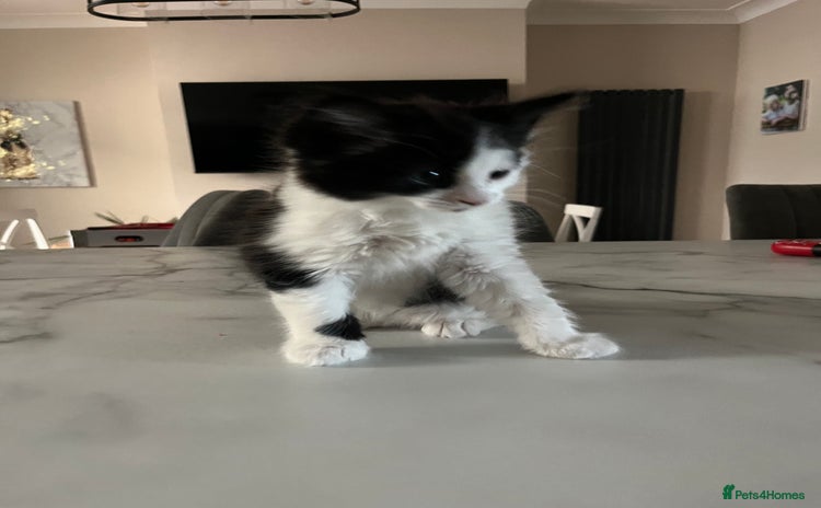 Mixed Breed cats - Advert 1