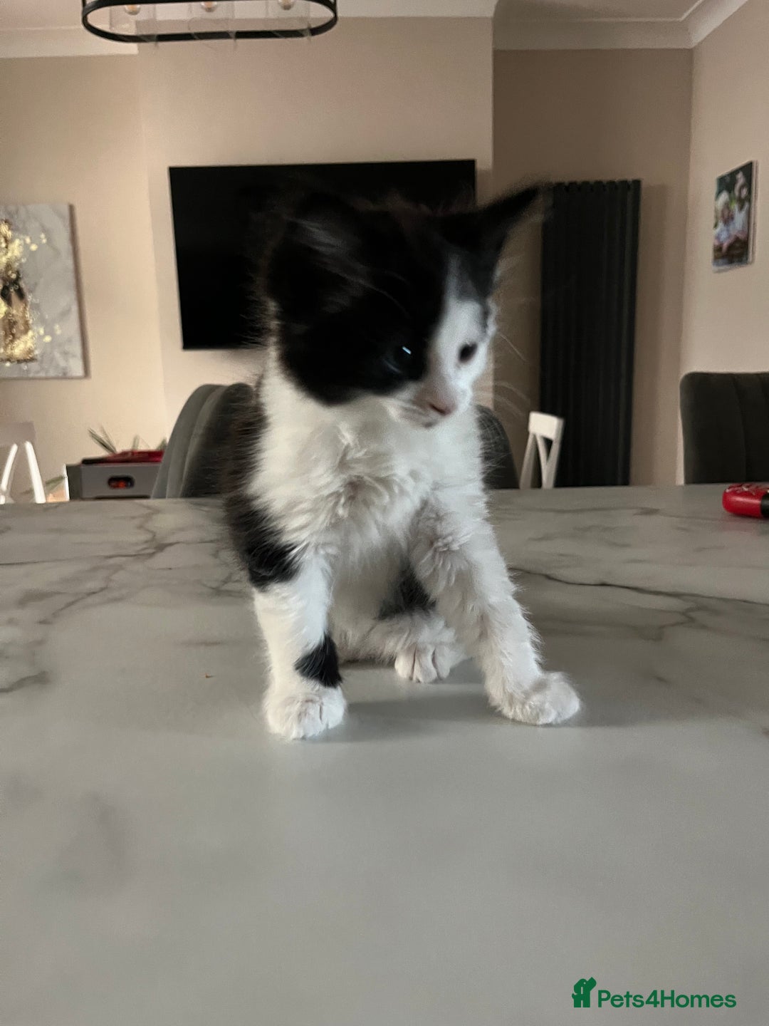 Mixed Breed cats for sale: 4 Beautiful fluffy Black & White kittens  - Image 1