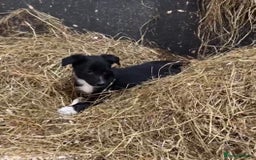 Smooth Collie dogs for sale: Stunning Collie pups - Image 1