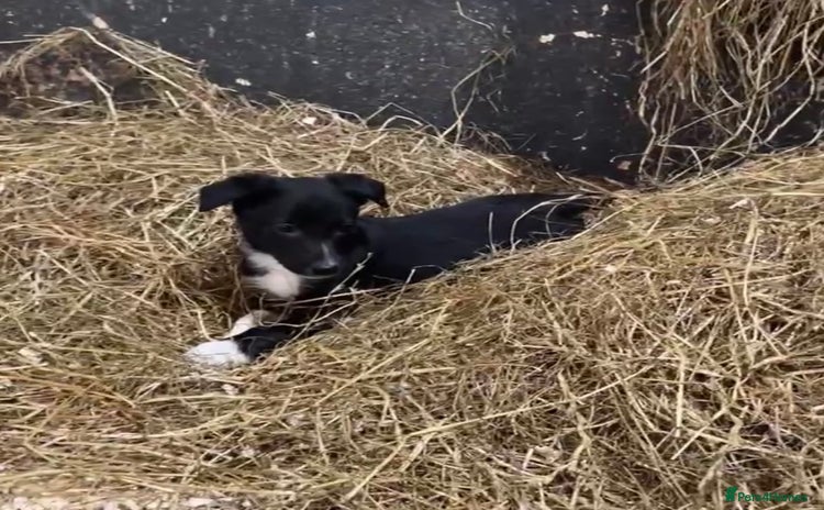 Smooth Collie dogs - Advert 1