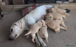 Labrador Retriever dogs for sale: Gorgeous Labrador puppies - Image 12