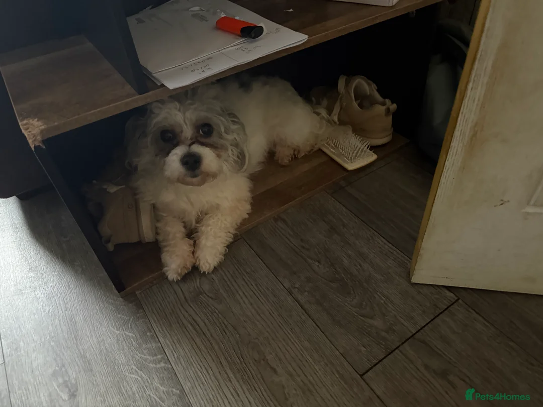 Mixed Breed dogs for sale: Chinese Crested X Shih Tzu - Advert 24