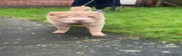Shar Pei dogs for sale: Top quality cream bear coat girl  - Advert 3