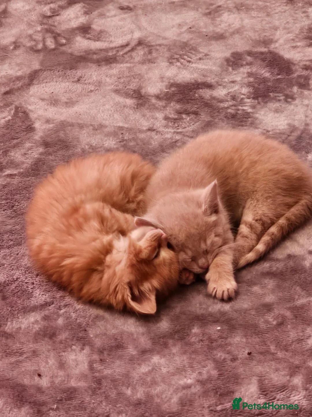Mixed Breed cats for sale: Ragdoll x shorthair kittens - Advert 12