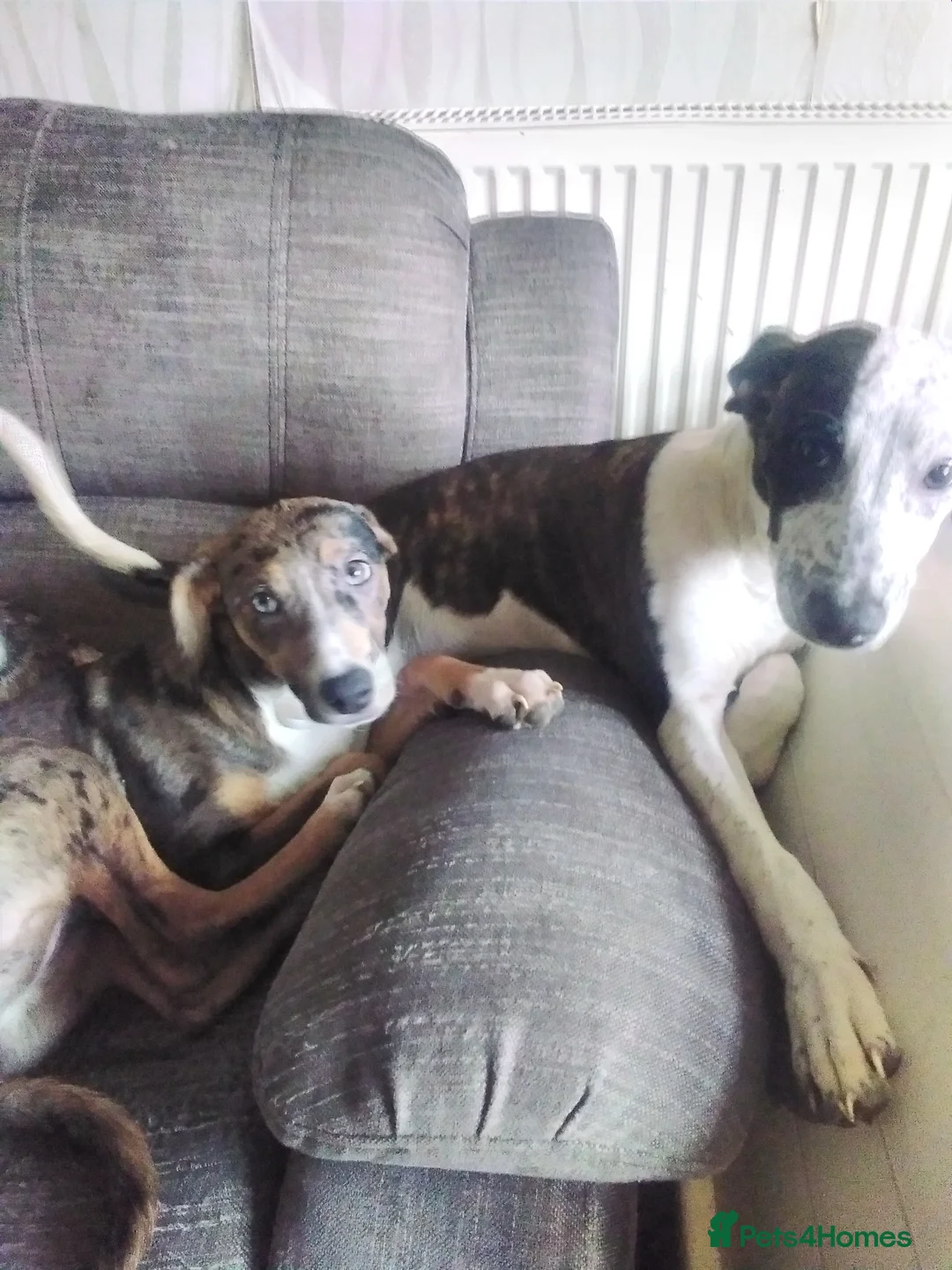 Mixed Breed dogs for sale: Female bullying greyhound  in Leicester - Advert 8