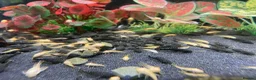 Plecos fish for sale: Home-Bred Bristlenose Plecos - Advert 2