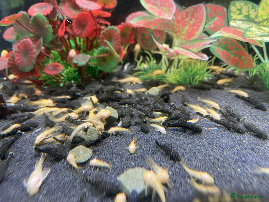 Plecos fish for sale: Home-Bred Bristlenose Plecos - Advert 2
