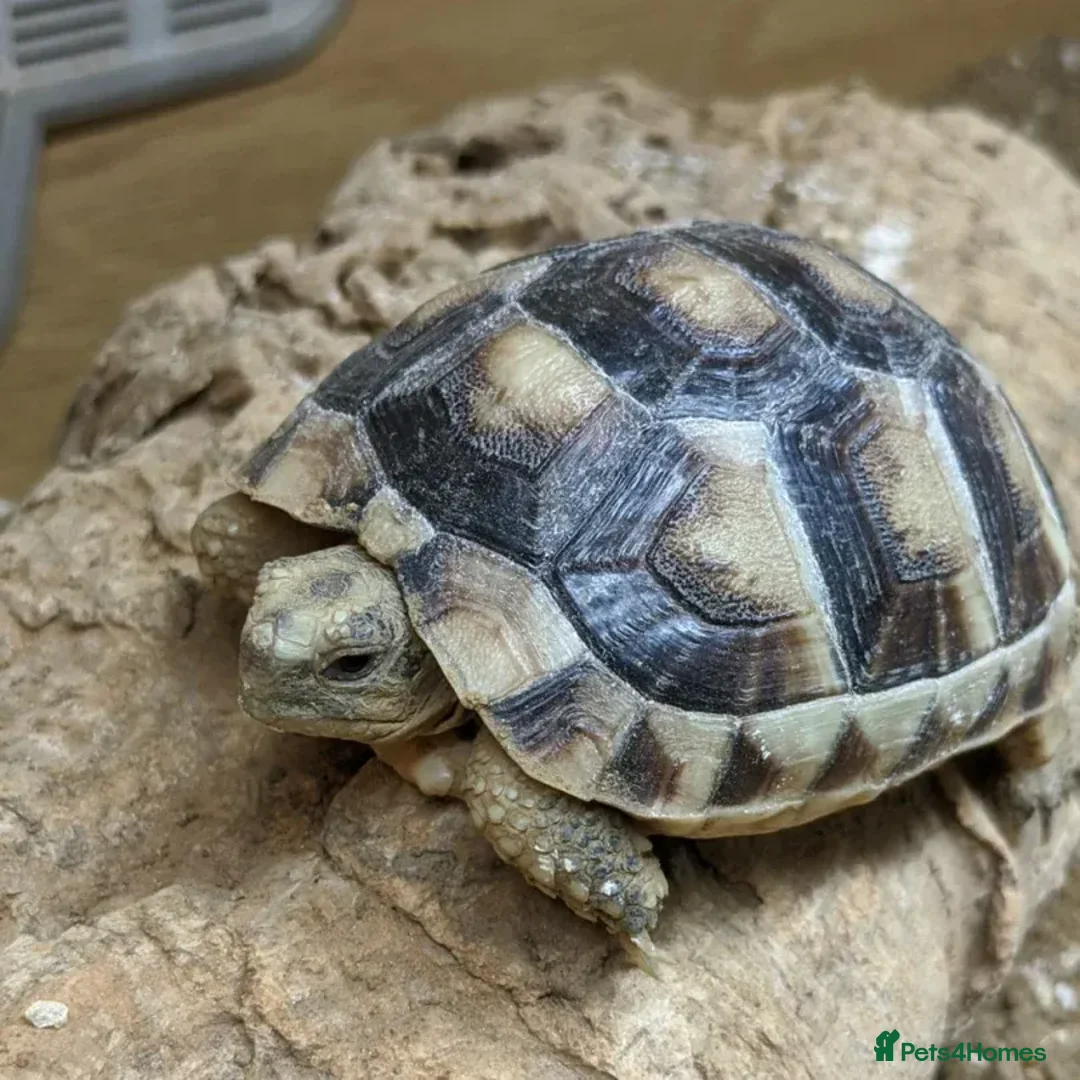Tortoise reptiles for sale: Pair of Tortoises for Sale+ all equipment - Advert 1