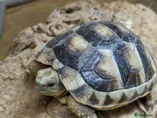 Tortoise reptiles Pair of Tortoises for Sale+ all equipment - Advert 14