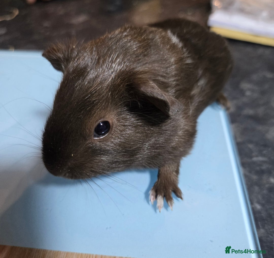 Guinea Pig rodents for sale: 4 beautiful dutch cross boys - Advert 3