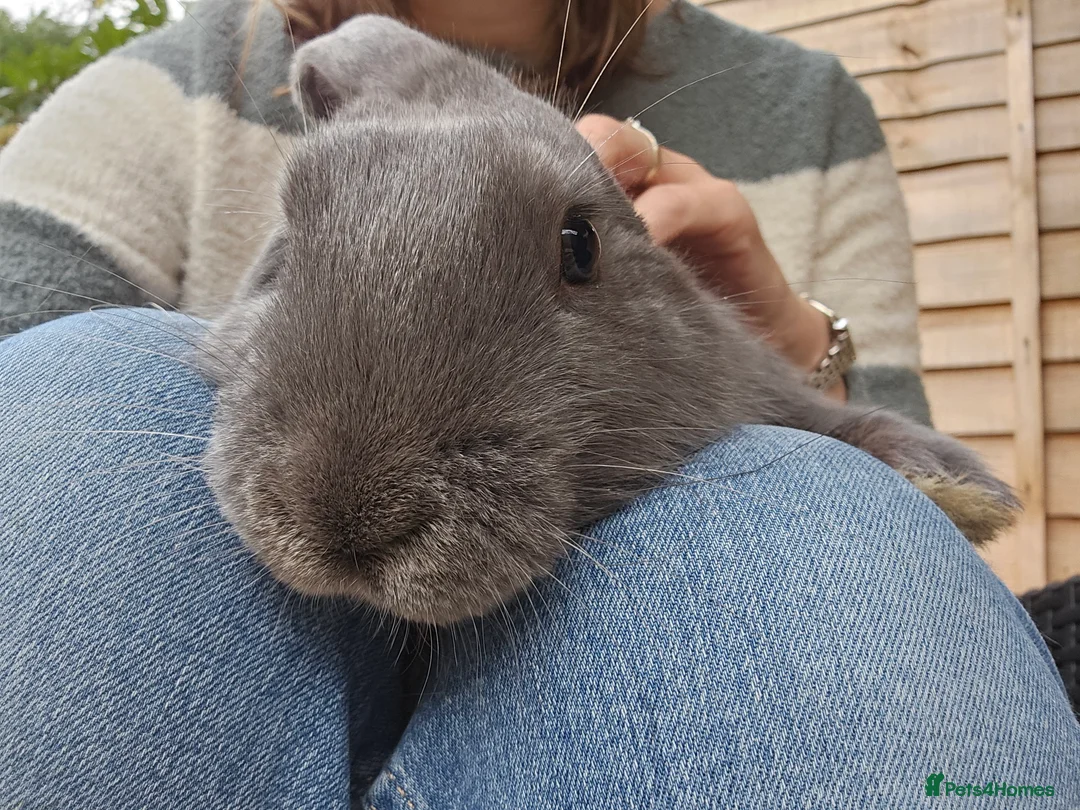 Mixed Breed rabbits for sale: Gorgeous bunnies need forever homes 💕 - Advert 2