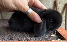 Mini Lop rabbits for sale: 2 amazing mini lops left  - Image 1