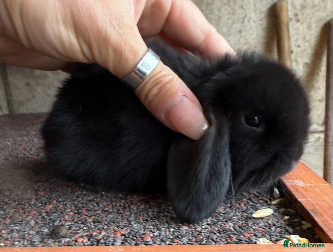 Mini Lop rabbits for sale: 2 amazing mini lops left  - Image 1