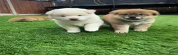 Japanese Shiba Inu dogs for sale: KC registered Japanese Shiba Inu puppies - Advert 16
