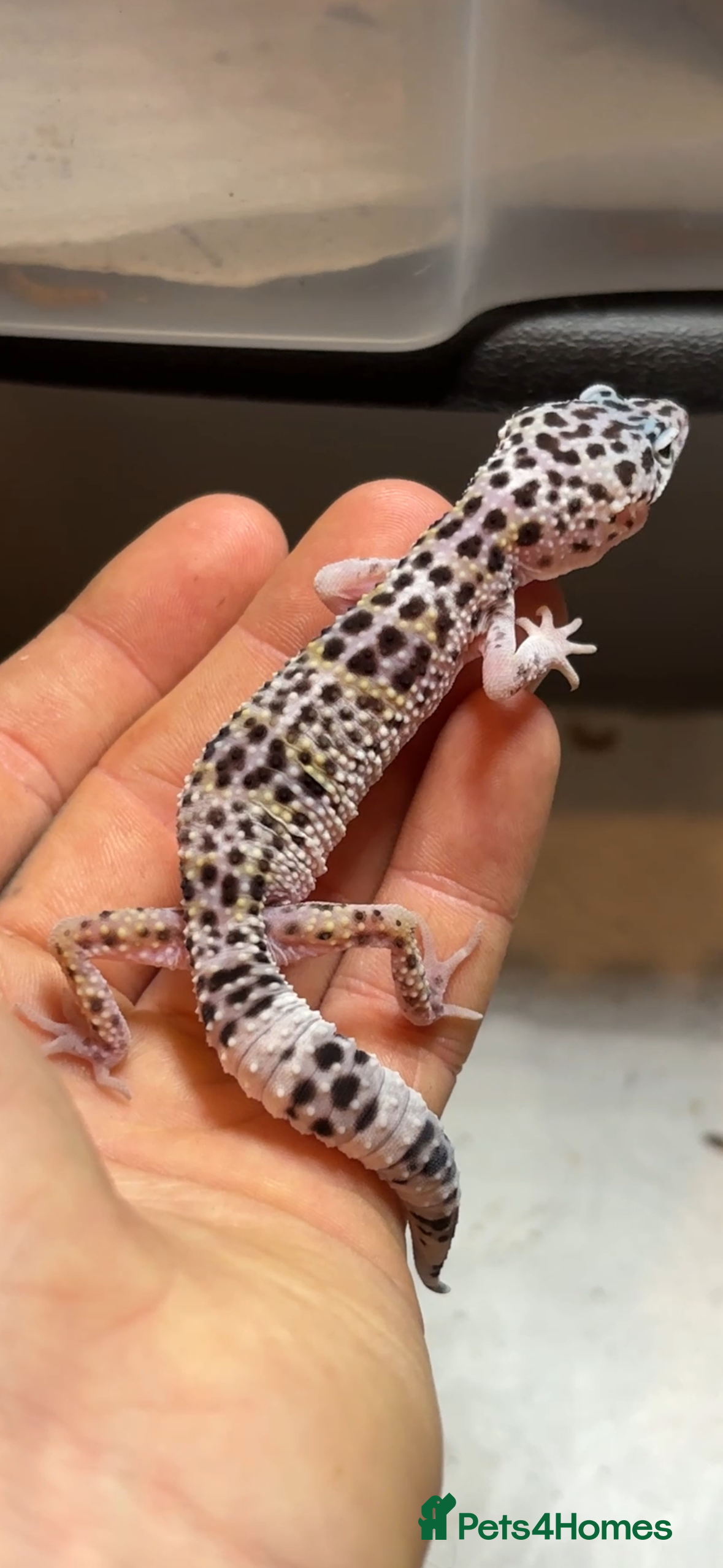 Leopard Gecko reptiles Leopard Gecko  - Advert 5